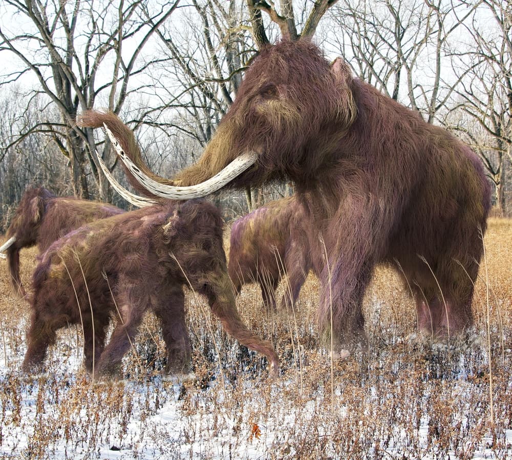 A Pleistocene Vision of the Past: A Direction for the Future