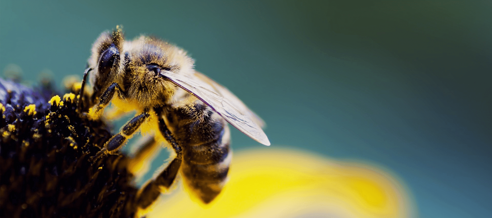 3 Simple Ways to Help Bees
