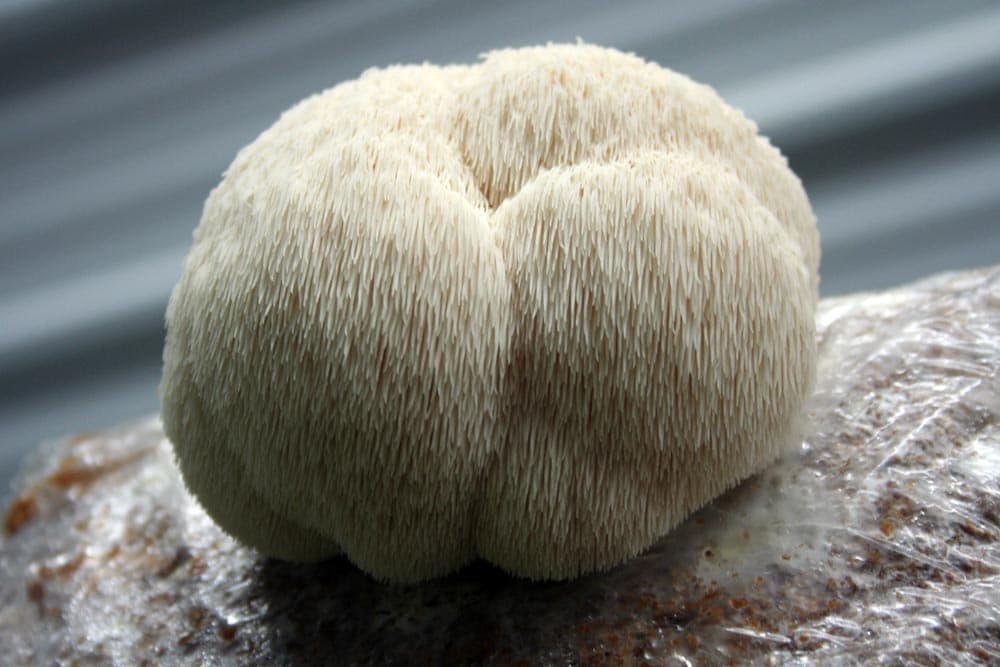 What Is Lion’s Mane Mushroom?